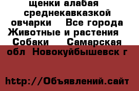 щенки алабая ( среднекавказкой овчарки) - Все города Животные и растения » Собаки   . Самарская обл.,Новокуйбышевск г.